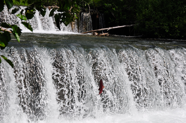 salmon jumping up Ship Creek Dam